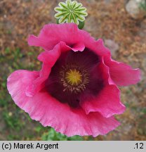 Papaver somniferum (mak lekarski)