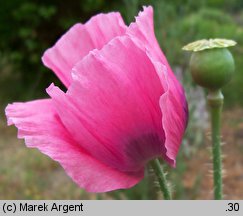 Papaver somniferum (mak lekarski)