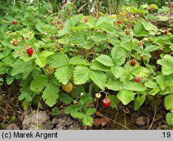 Fragaria vesca (poziomka pospolita)