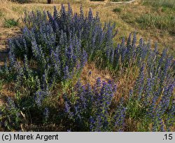 Echium vulgare (żmijowiec zwyczajny)