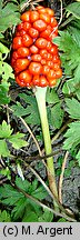 Arisaema amurense (arizema amurska)