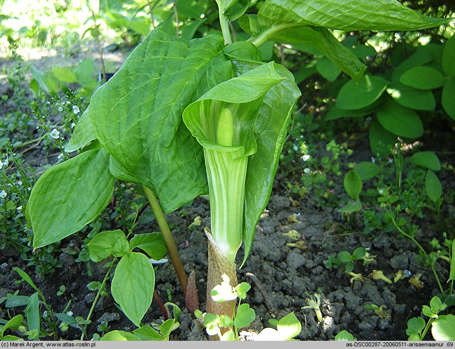 Arisaema amurense (arizema amurska)