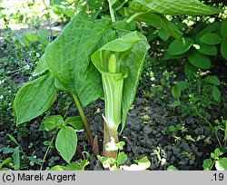 Arisaema amurense (arizema amurska)