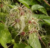 Clematis vitalba