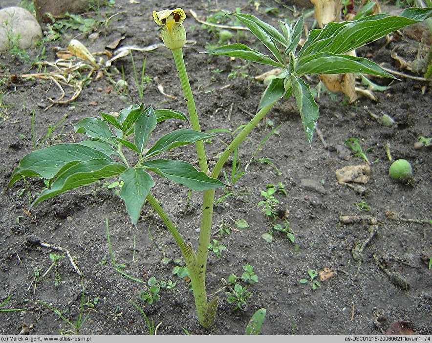Arisaema flavum (arizema żółta)