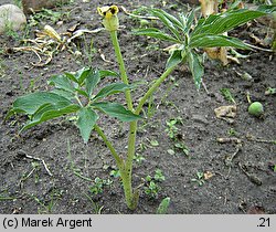 Arisaema flavum (arizema żółta)