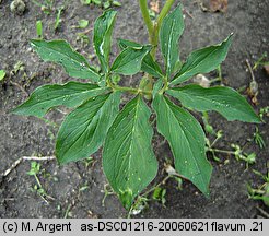 Arisaema flavum (arizema żółta)