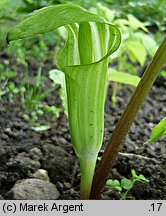 Arisaema amurense (arizema amurska)