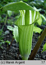 Arisaema amurense (arizema amurska)