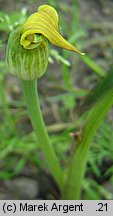 Arisaema flavum (arizema żółta)