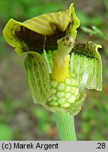 Arisaema flavum (arizema żółta)