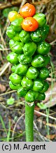 Arum orientale ssp. orientale (obrazki wschodnie typowe)