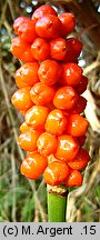 Arum orientale ssp. orientale (obrazki wschodnie typowe)