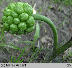 Arisaema flavum (arizema żółta)