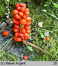 Arum orientale ssp. orientale (obrazki wschodnie typowe)