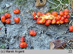 Arum orientale ssp. orientale (obrazki wschodnie typowe)