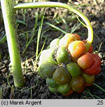 Arisaema flavum (arizema żółta)