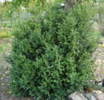 Buxus sempervirens