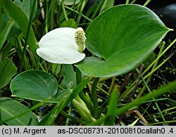 Calla palustris (czermień błotna)