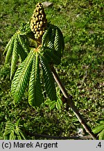 Aesculus hippocastanum (kasztanowiec pospolity)