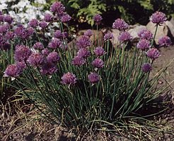 Allium schoenoprasum