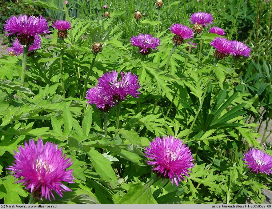 Centaurea dealbata (chaber białawy)