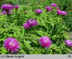 Centaurea dealbata (chaber białawy)