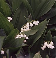 Convallaria majalis