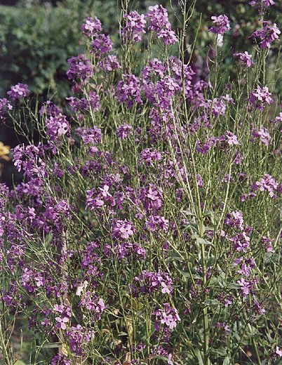 Hesperis matronalis