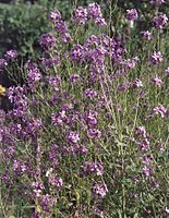 Hesperis matronalis