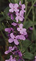 Hesperis matronalis