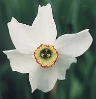 Narcissus poeticus