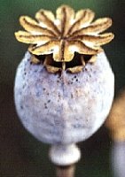 Papaver somniferum