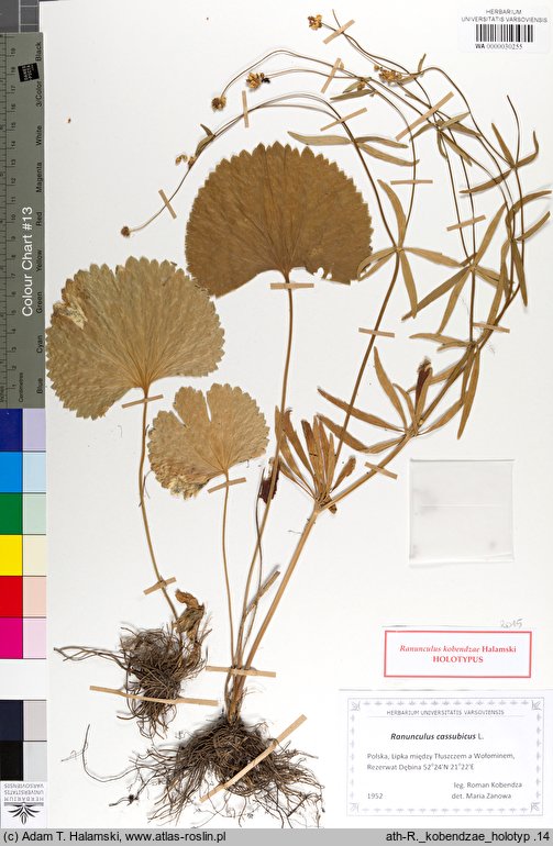 Ranunculus kobendzae (jaskier Kobendzy)