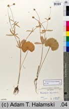 Ranunculus kobendzae (jaskier Kobendzy)