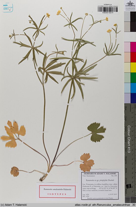 Ranunculus amalasuinthae (jaskier Amalasunty)