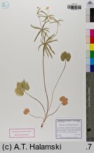 Ranunculus amalasuinthae (jaskier Amalasunty)