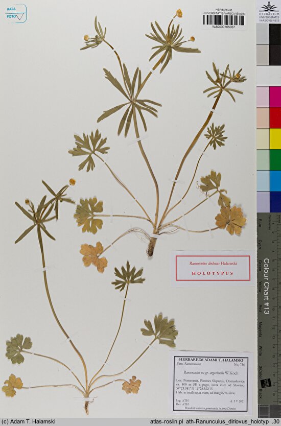 Ranunculus dirlovus (jaskier darłowski)