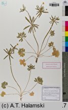 Ranunculus dirlovus (jaskier darłowski)