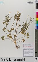 Ranunculus dirlovus (jaskier darłowski)