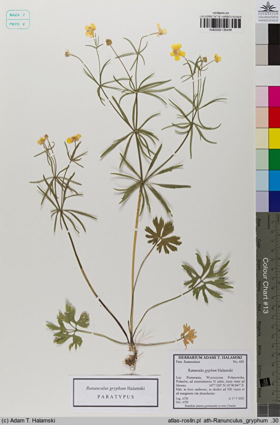 Ranunculus gryphum (jaskier Gryfitów)