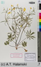 Ranunculus gryphum (jaskier Gryfitów)