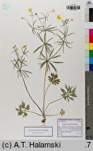 Ranunculus gryphum (jaskier Gryfitów)