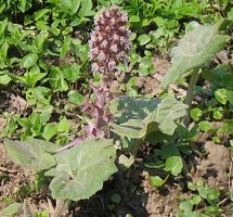 Petasites hybridus