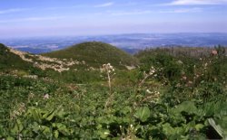 Petasites kablikianus (lepiężnik wyłysiały)