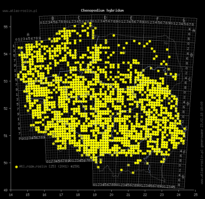 wystepowanie - Chenopodium hybridum (komosa wielkolistna)