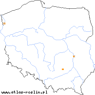 wystepowanie - Chenopodium aristatum (komosa oścista)