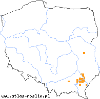 wystepowanie - Dysphania schraderiana (komosa śmierdząca)