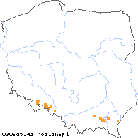 wystepowanie - Rubus austroslovacus (jeżyna słowacka)