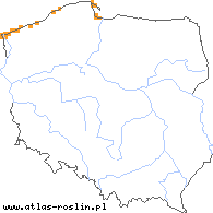 wystepowanie - Atriplex littoralis (łoboda nadbrzeżna)